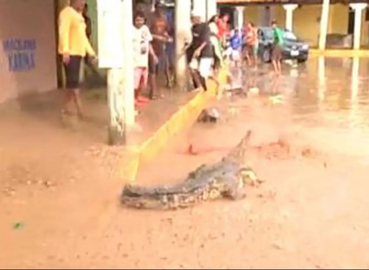 Tras las inundaciones en México, apareció un cocodrilo suelto por las calles de Acapulco