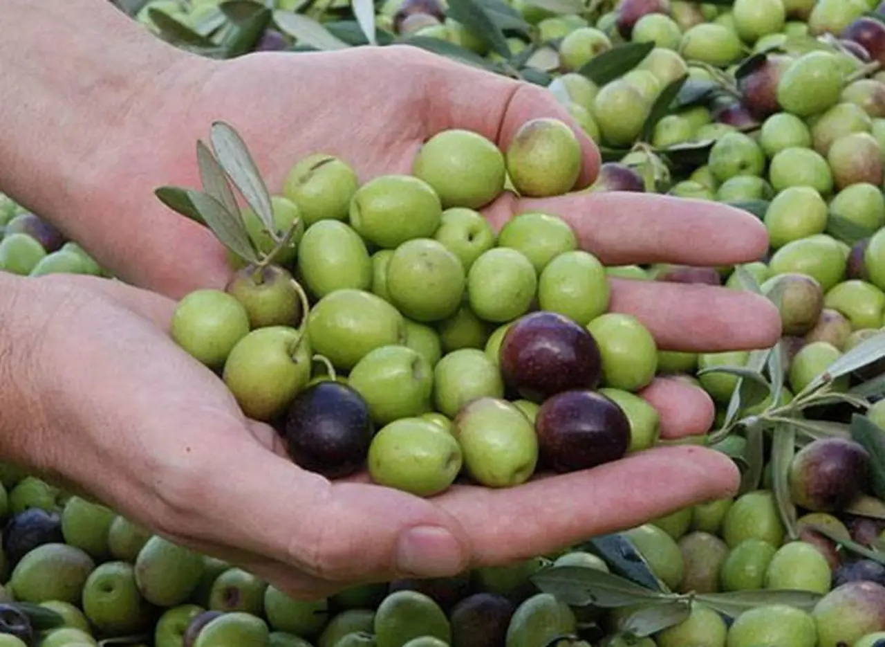 Productores de aceitunas advierten que se perderán empleos en el sector si se aprueba el acuerdo UE-Mercosur como está