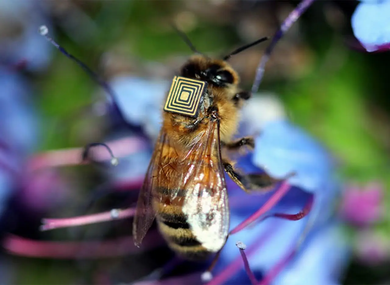 Aplican sensores a las abejas y así­ entran al mundo digital