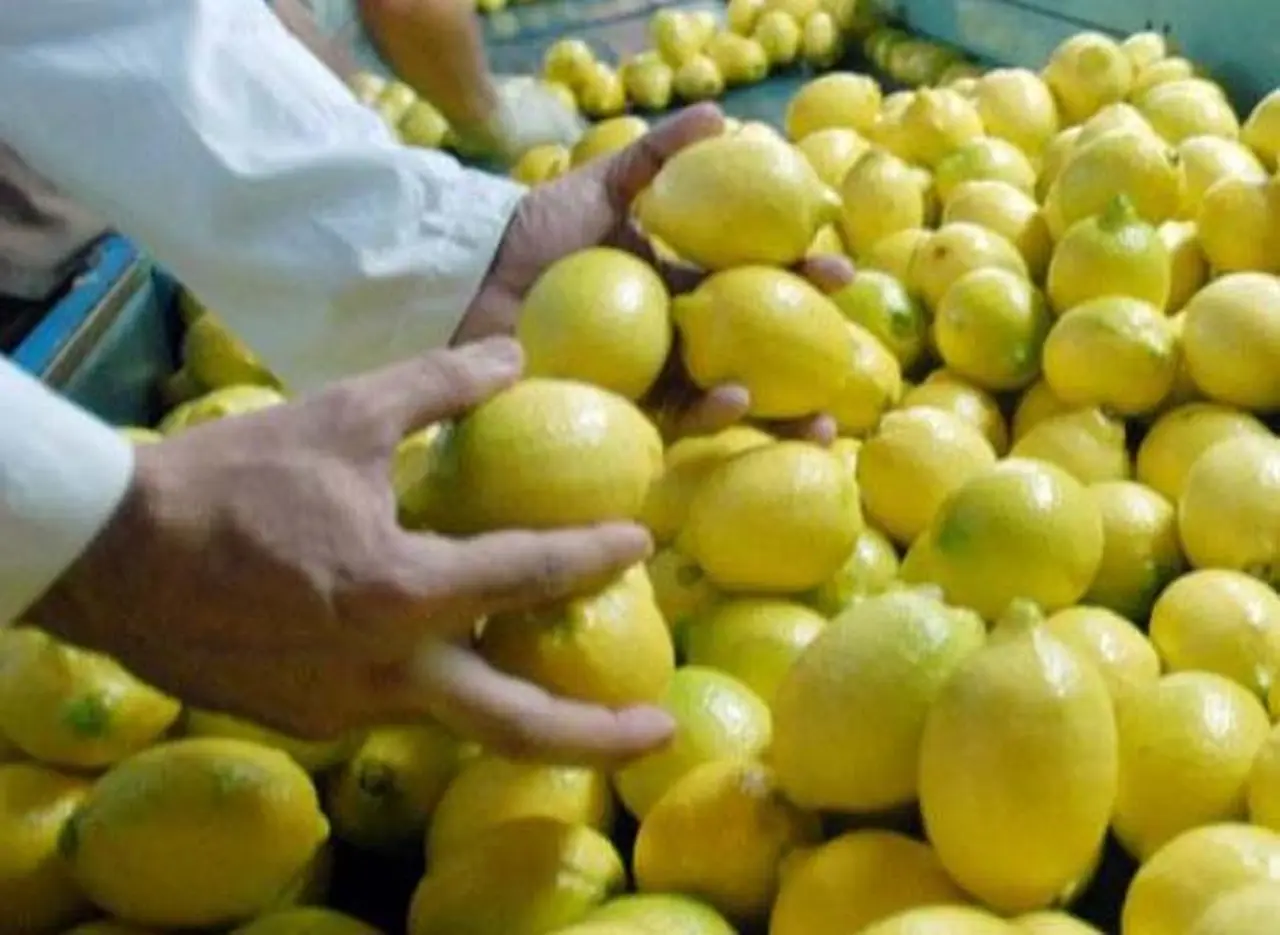 Termina el freno: desde hoy, Tucumán puede exportar limones a EE.UU.