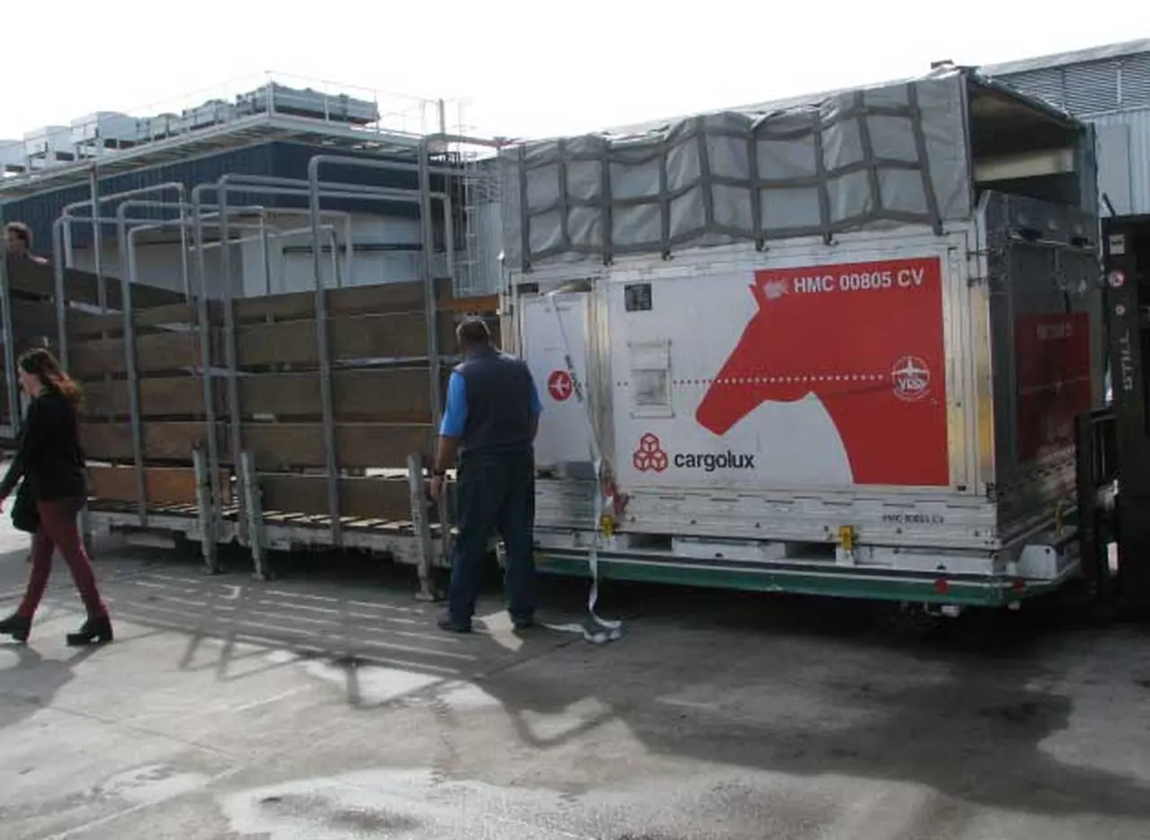 Evasión "pura sangre": AFIP desactivó exportación de caballos por irregularidades
