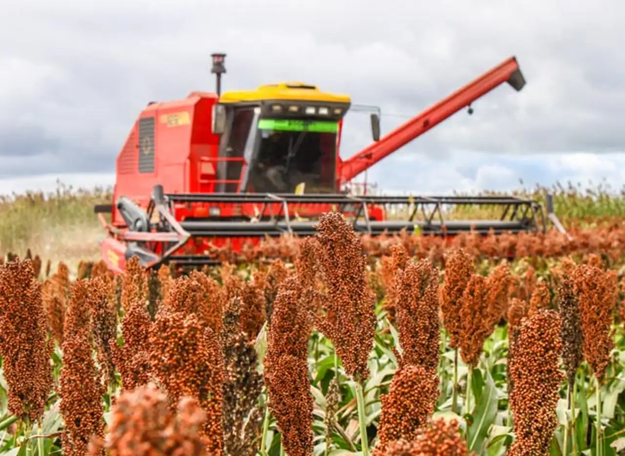 Por las trabas a la exportación, avanzan los cultivos alternativos en las principales zonas productoras