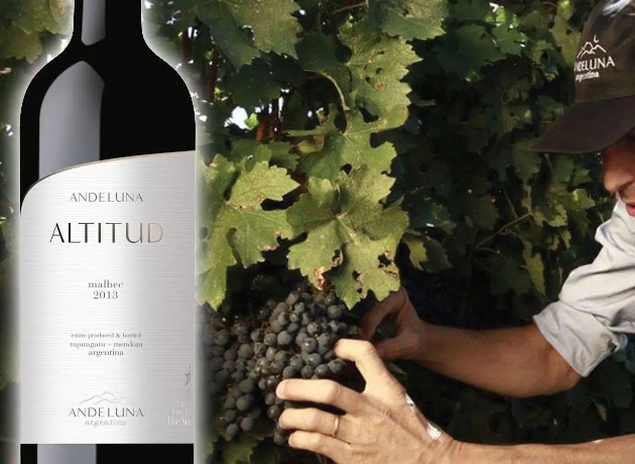 Update: bodega Andeluna presenta nueva cosecha e imagen de su Altitud Malbec
