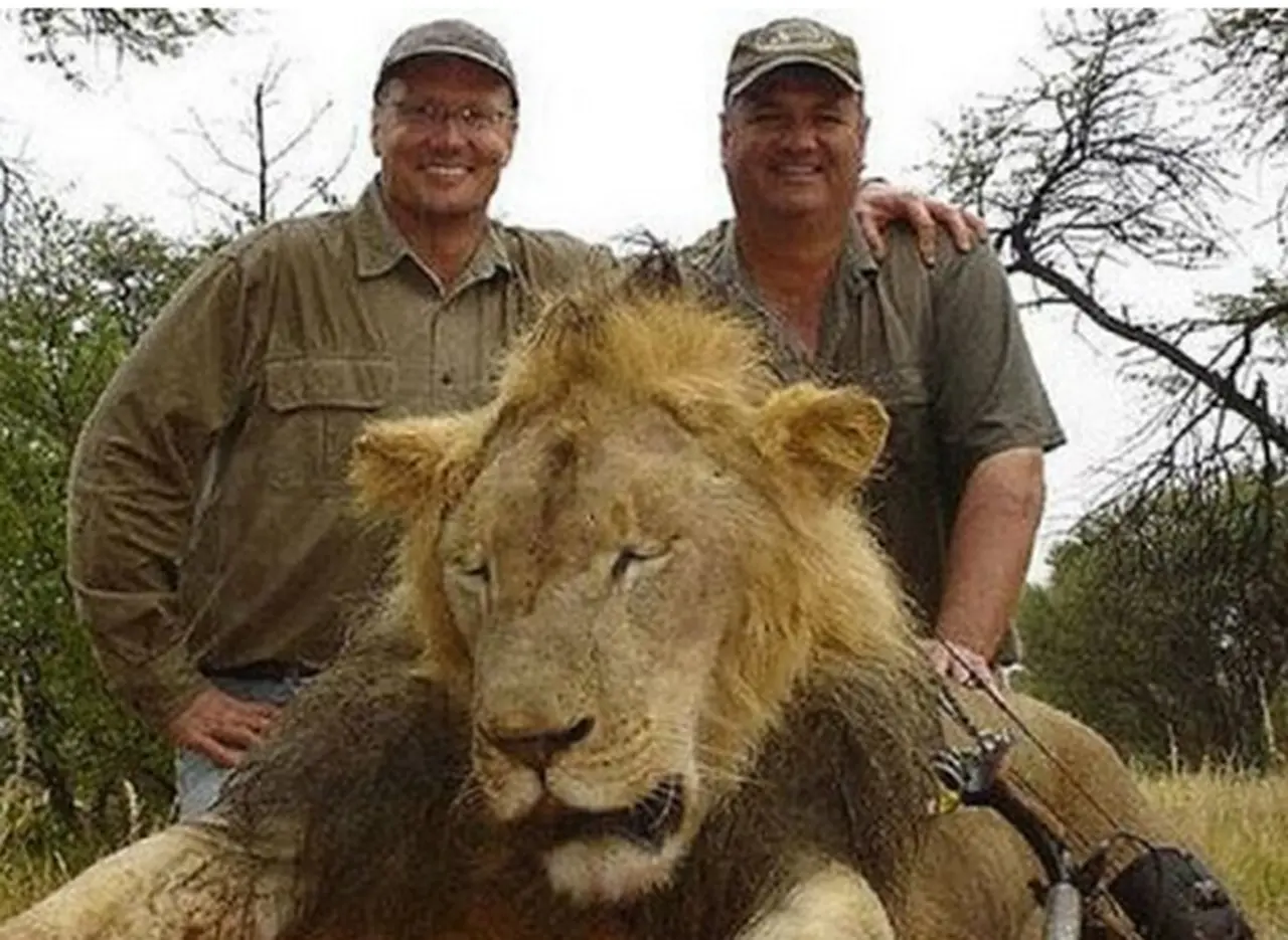 Caza de leones: un lujo que causa controversia en ífrica