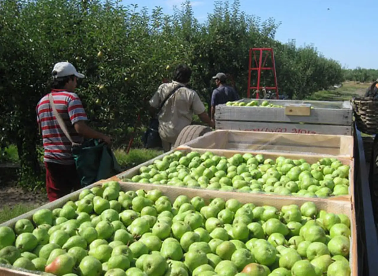 Los productores denuncian que el Gobierno provoca desincentivos para la mano de obra en las economías regionales q