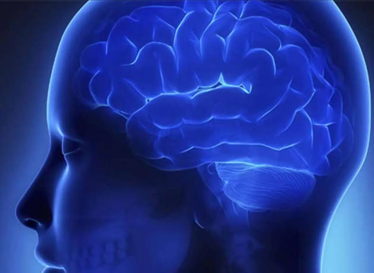 La empresa que pretende hacer copias digitales de cerebros humanos