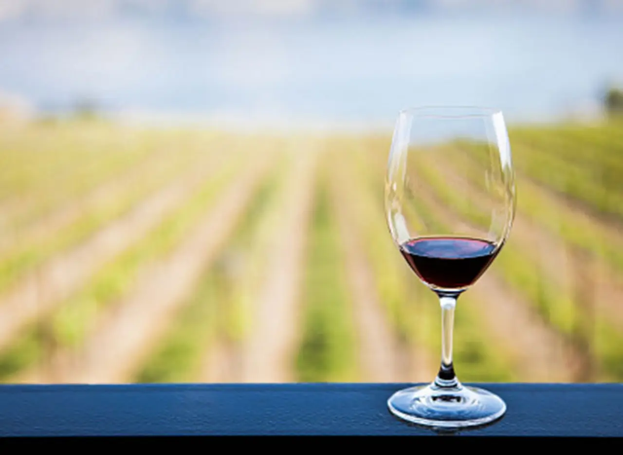 Paso a paso, los viñedos de Cabernet Franc van camino a superar las 1.000 hectáreas