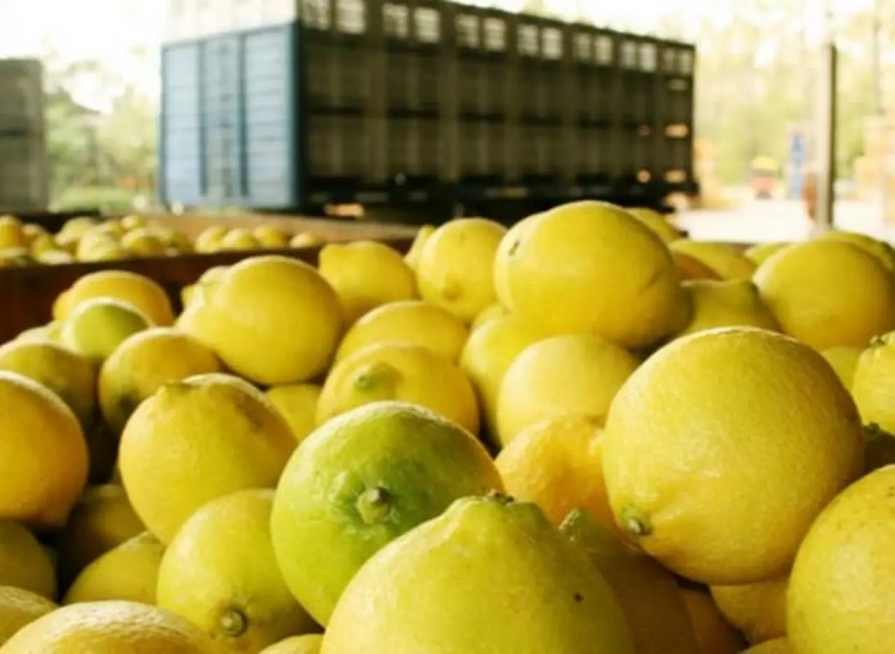 Pese a la apertura de mercados externos, la producción de cí­tricos caerá 10% en la Argentina