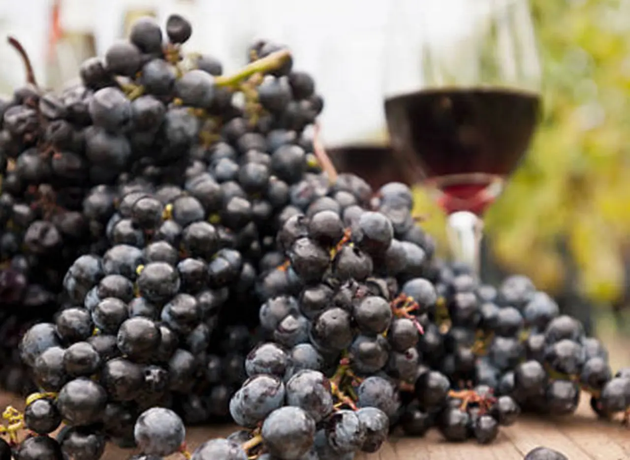 Vinos orgánicos, biodinámicos y naturales: ¿cuáles son las diferencias y similitudes?