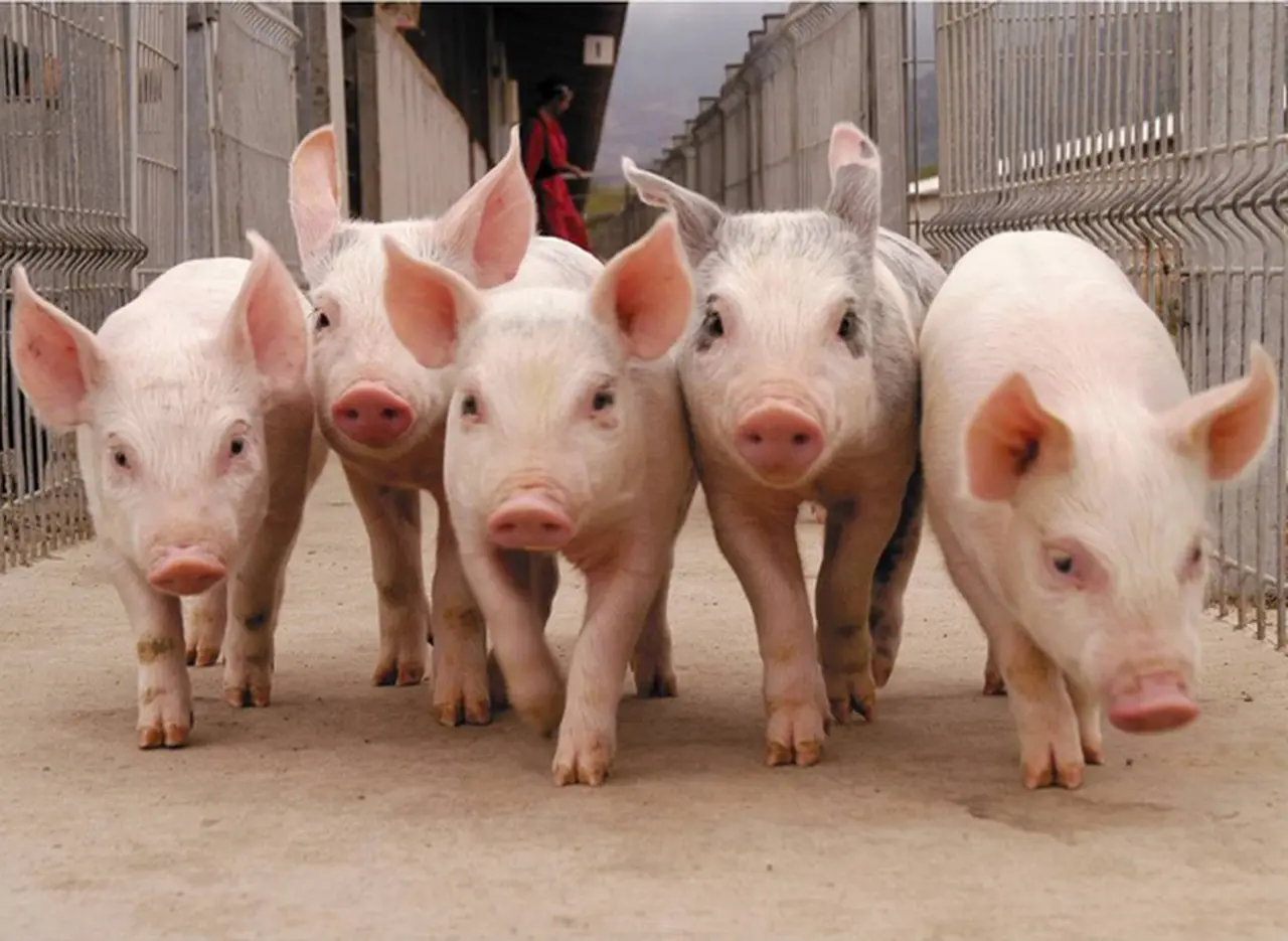Productores porcinos, en alerta por la importación de carne de cerdo