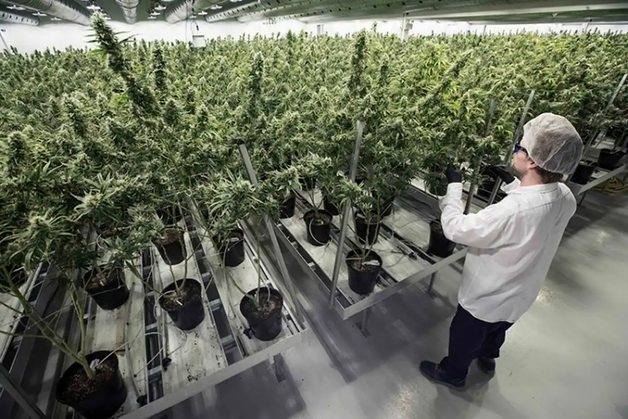 La lucha sin fin de las madres de la marihuana medicinal en la Argentina