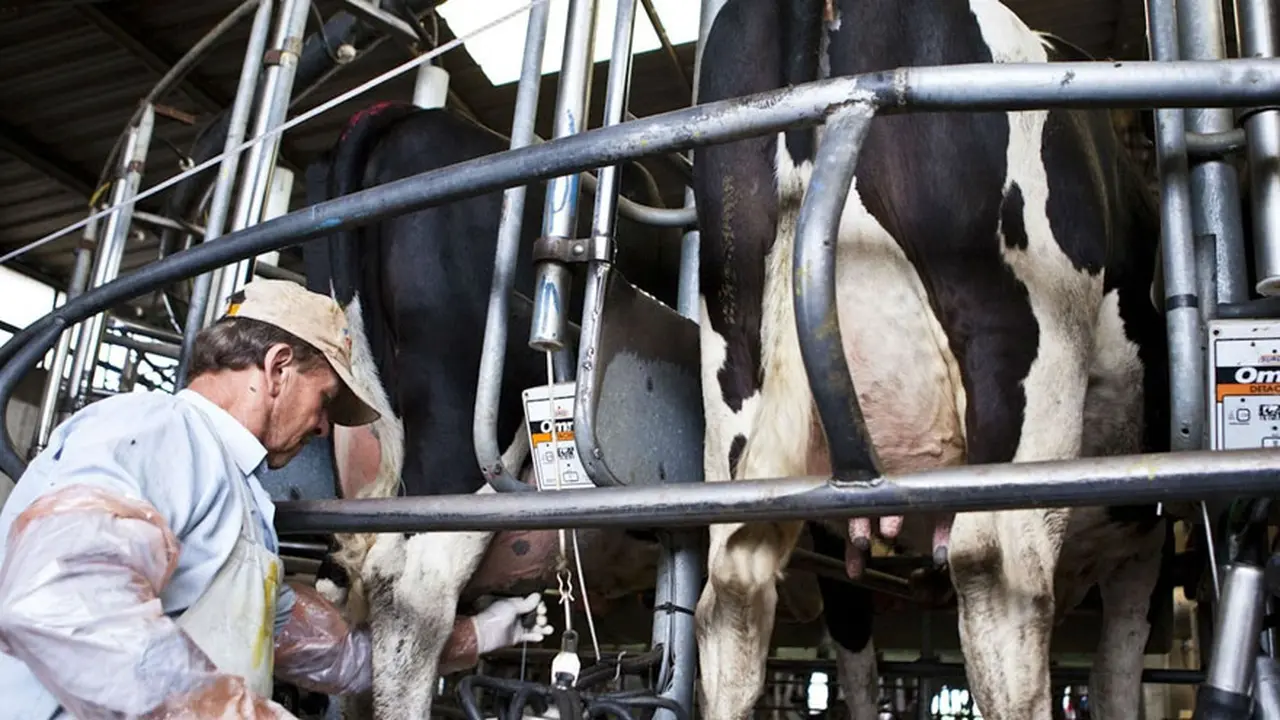 Economía incrementó la asistencia a tamberos