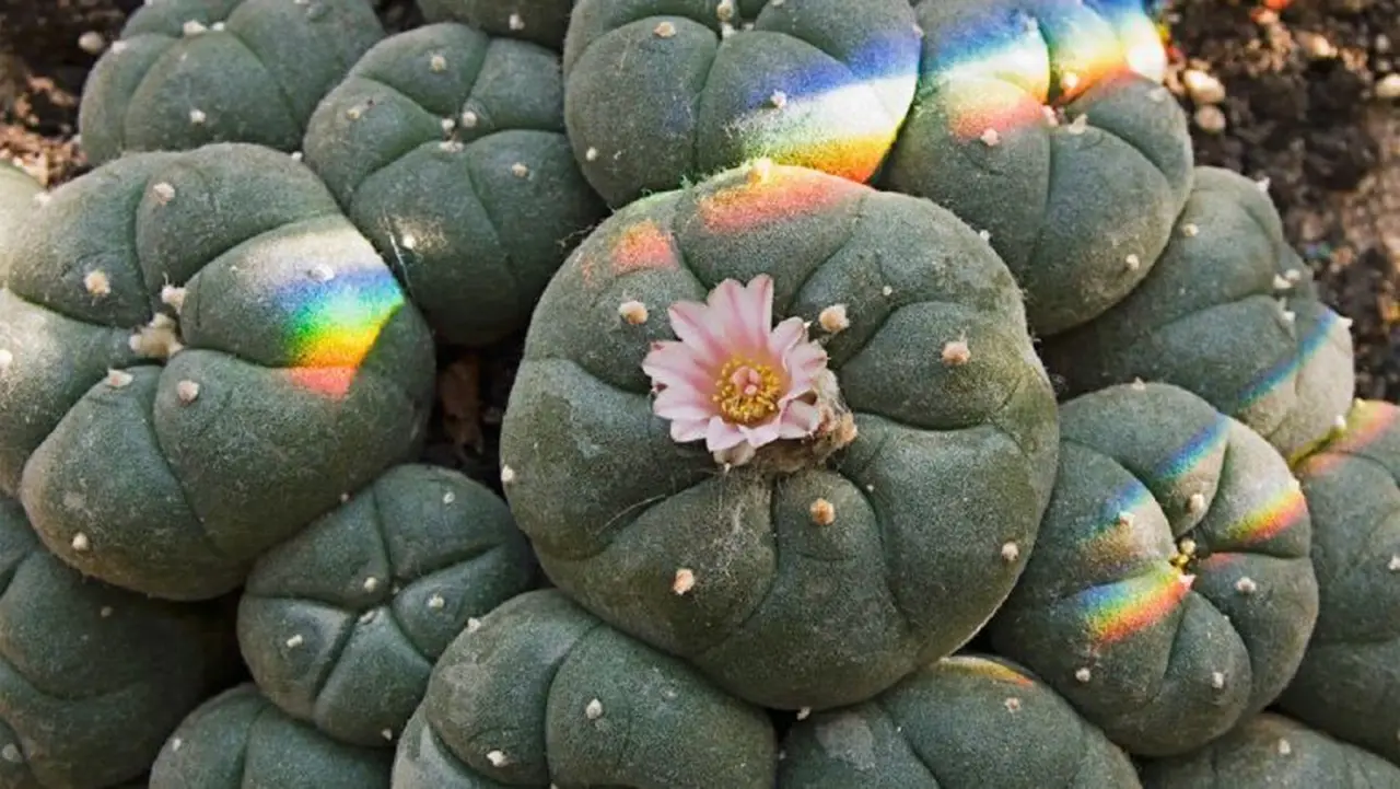 Qué es la exótica droga San Pedro y qué efectos tiene en sus consumidores