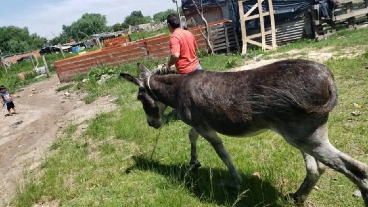 Apareció a salvo Juanchi, el burro de Cachamai que estaba desaparecido