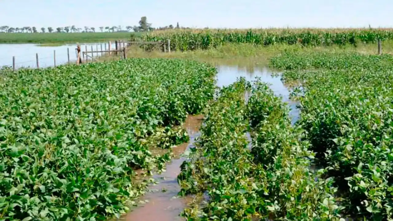 La llegada de las lluvias trae nuevamente optimismo sobre que este año pueda darse un salto exportador en el rubro agrícola