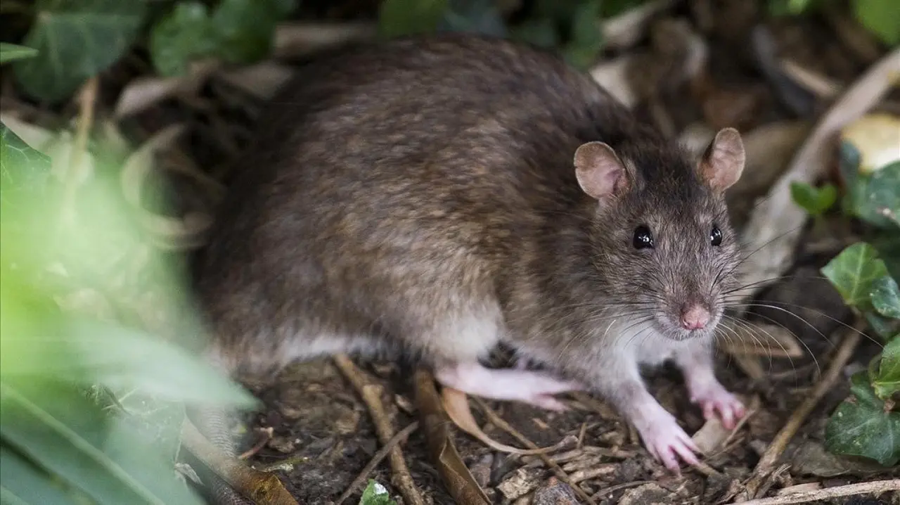 Hantavirus, las 4 preguntas para saber más sobre esta patología