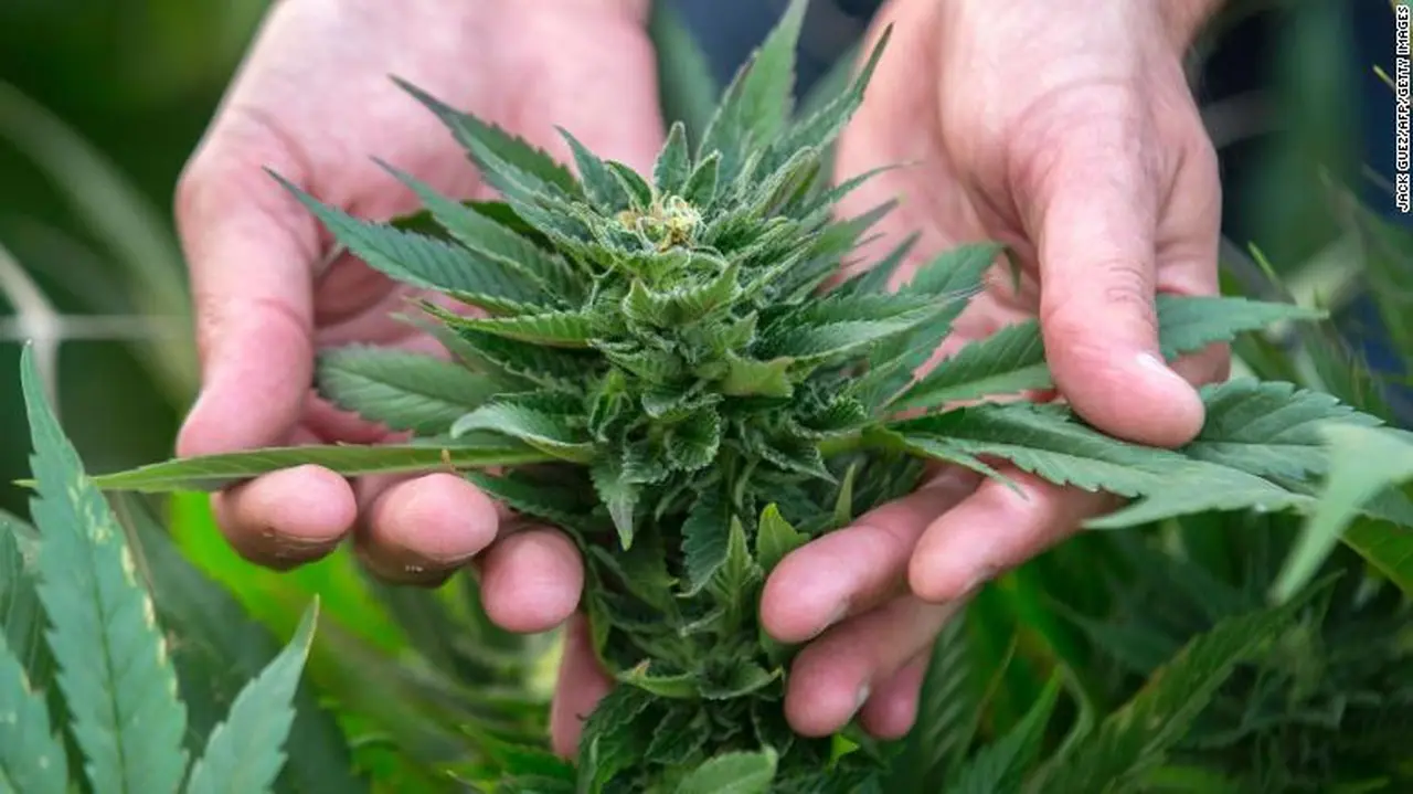 La marihuana, o cannabis sativa, no es una droga peligrosa, según la OMS