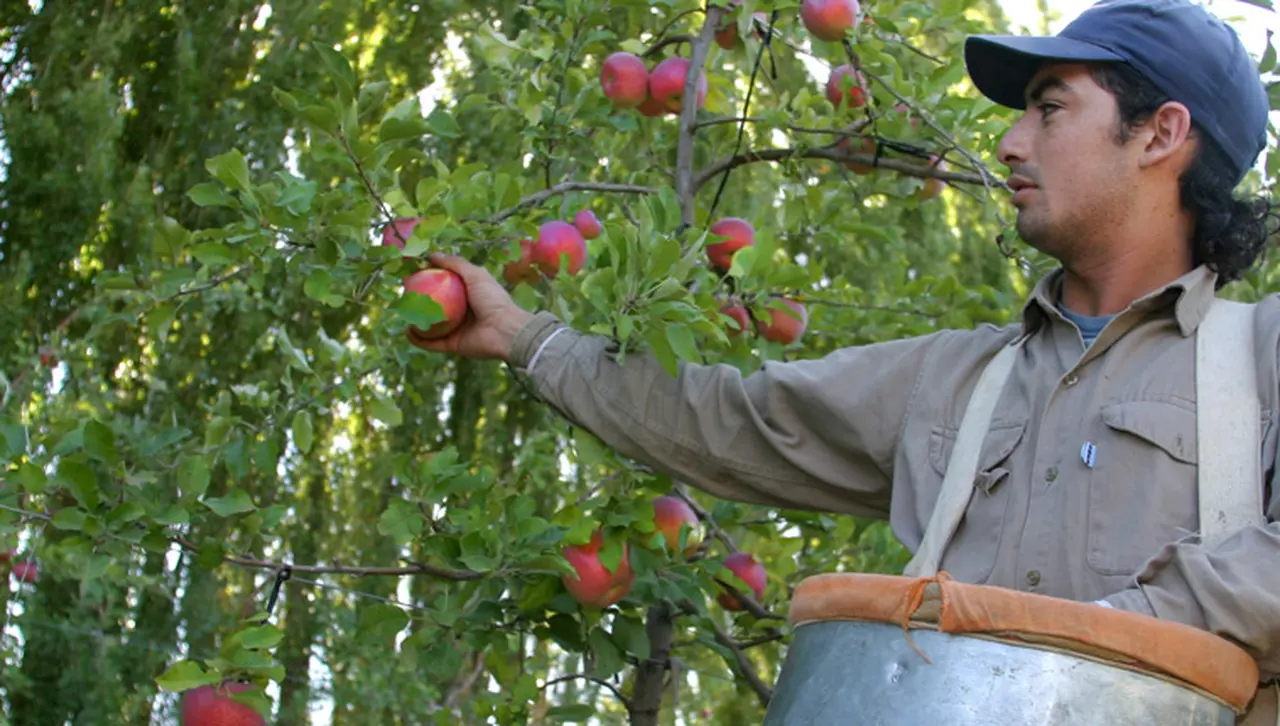 Prevén quiebras masivas de productores de peras y manzanas por el bloqueo de Brasil
