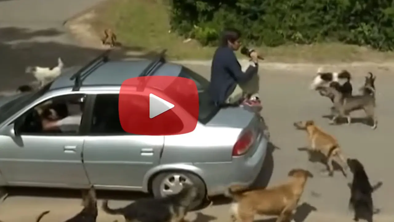 Video: Robertito Funes fue atacado por una jauría de perros durante un móvil y tuvo que huir