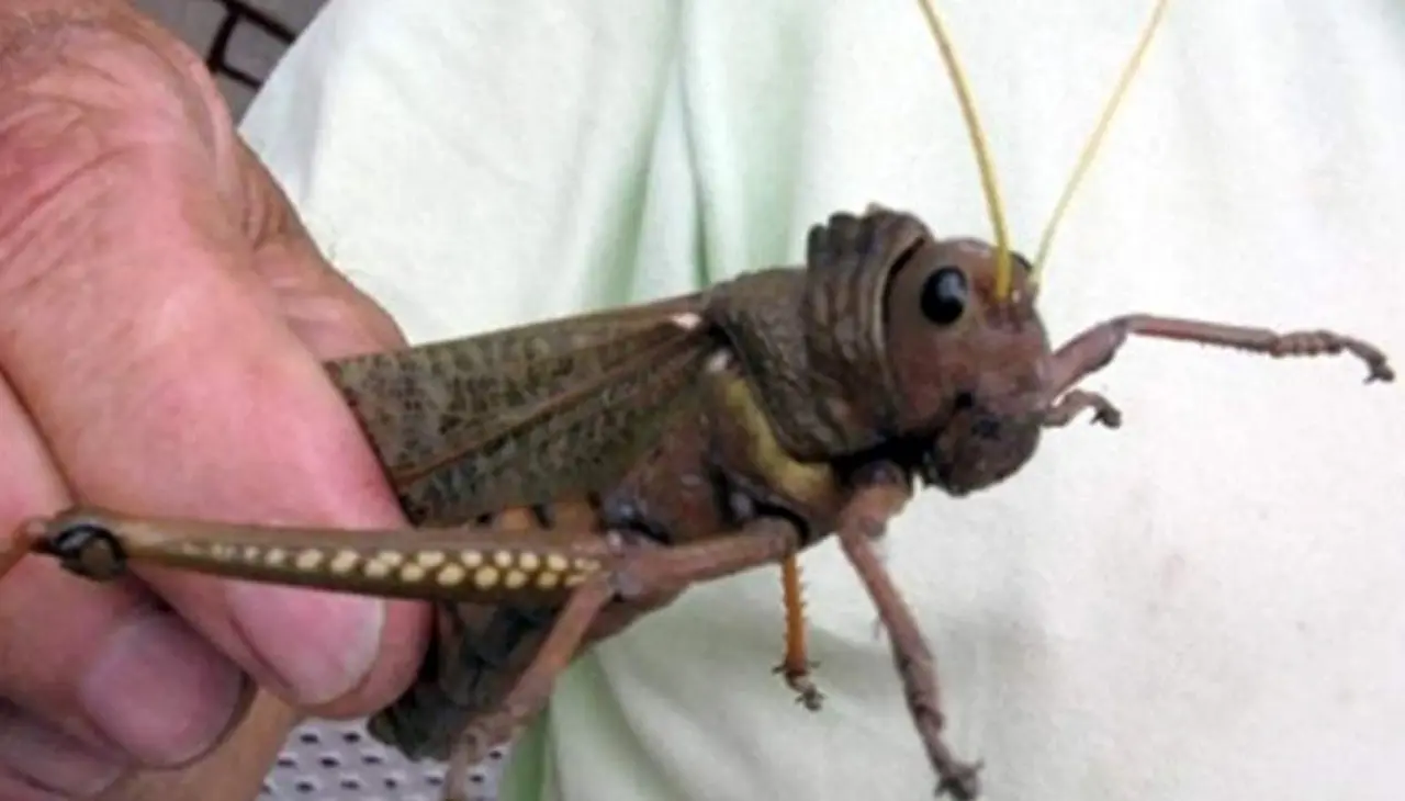 ¡Alerta en el campo!: ya son cuatro las localidades en las que avanza la plaga de "tucura sapo"