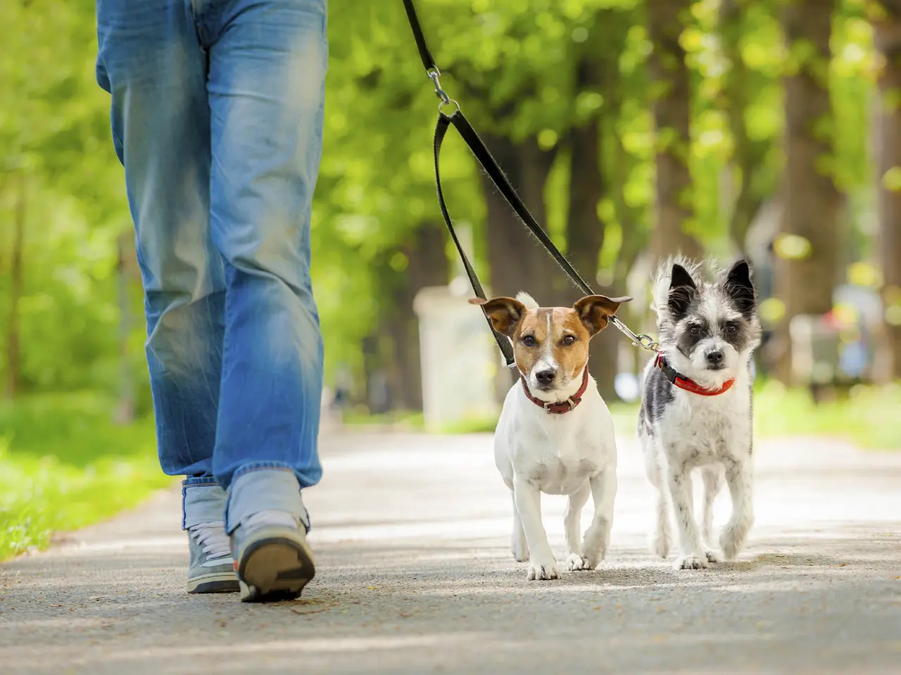 El paseo al perro ha sido una de las actividades permitidas en cuarentena.
