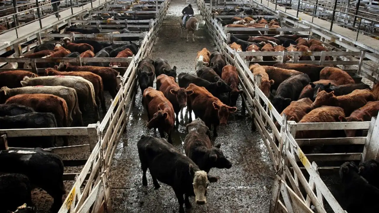 El mercado de Liniers reflejó las consecuencias del cierre exportador: ahora hay una falta de animales terminados, lo que implica una suba de precios en una época de mayor demanda