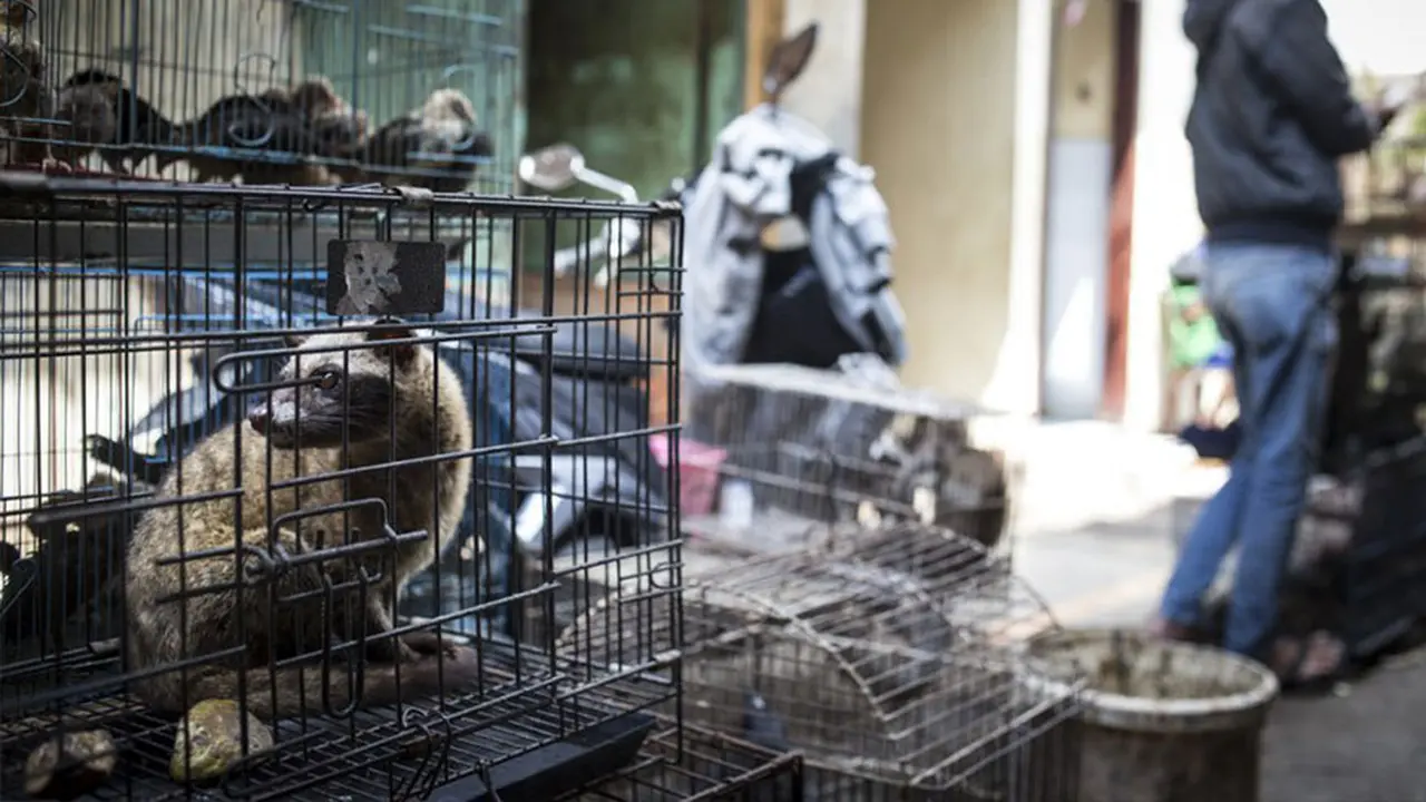Los mercados de animales o de productos animales puede ser un foco de infección