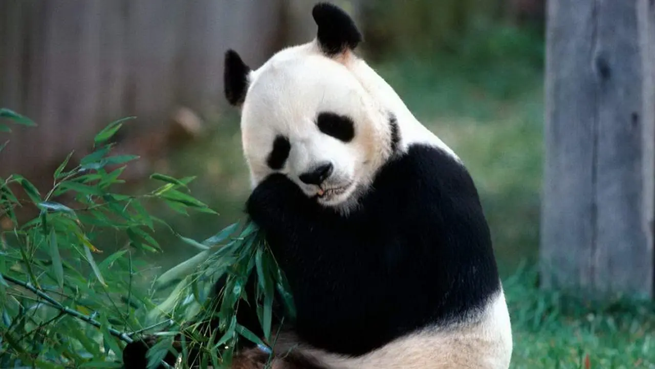 Oso Panda, otra especie en extinción.