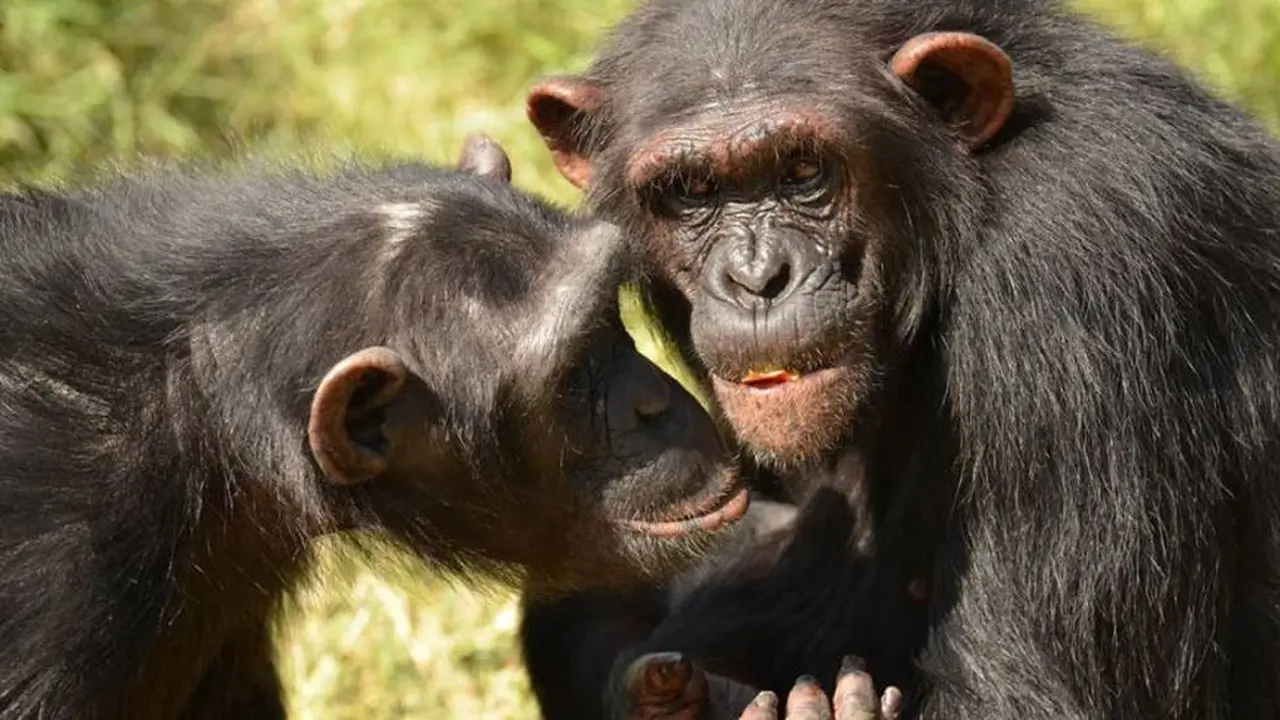 Chimpancé común, otro animal en riesgo de desaparecer.