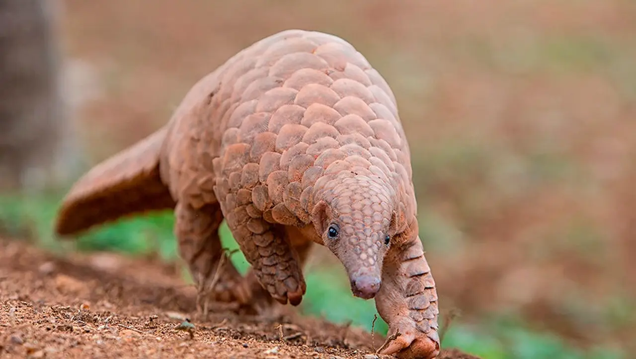 Pangolín, un animal muy buscado, que también corre riesgo.