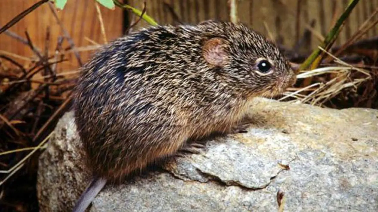 El hantavirus se contagia por las heces y la orina de un tipo de ratón muy común