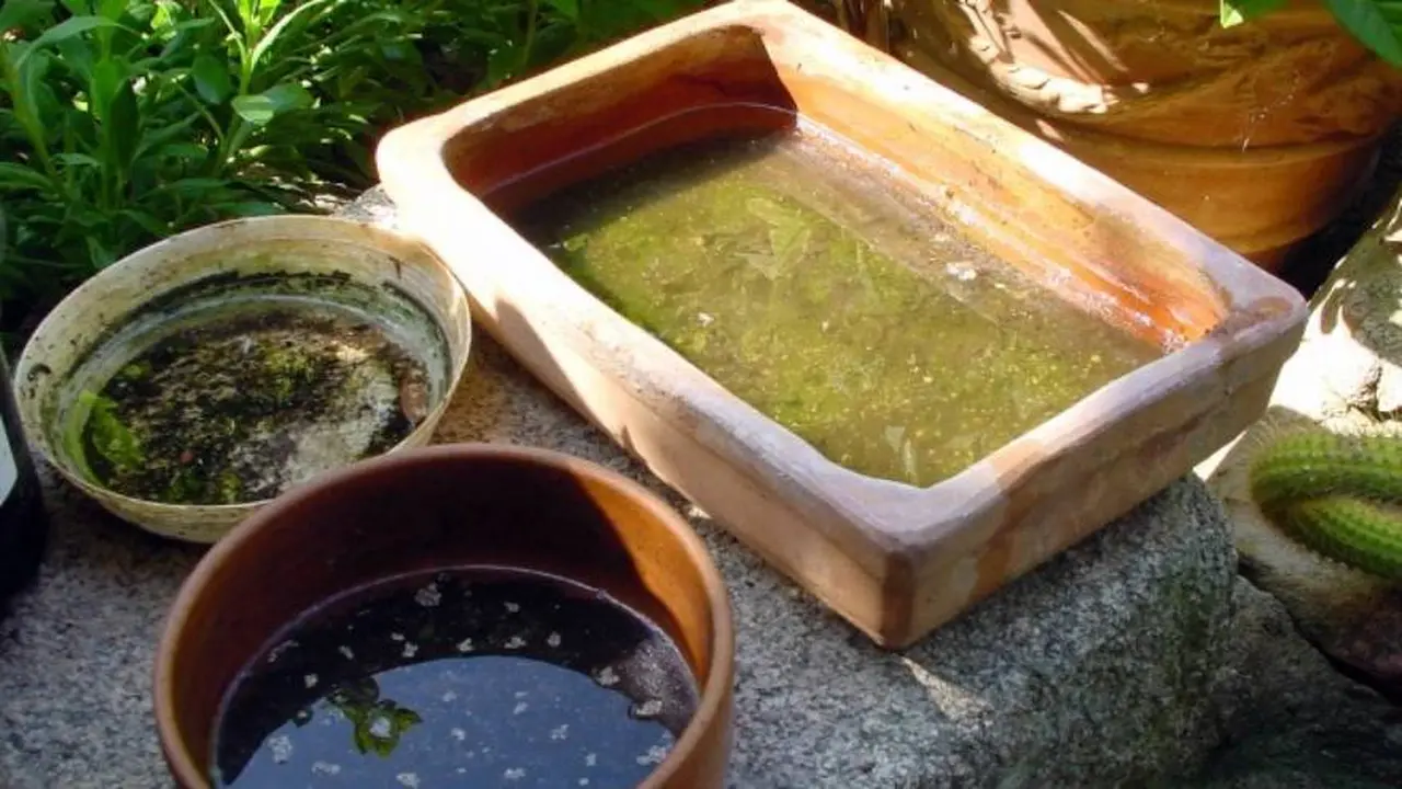 En el agua estancada se pueden criar los huevos de mosquito