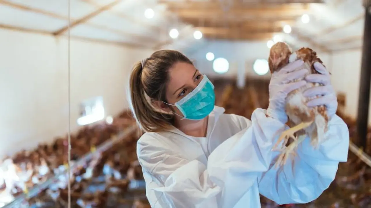 Los humanos pueden contraer gripe aviar y presentar síntomas