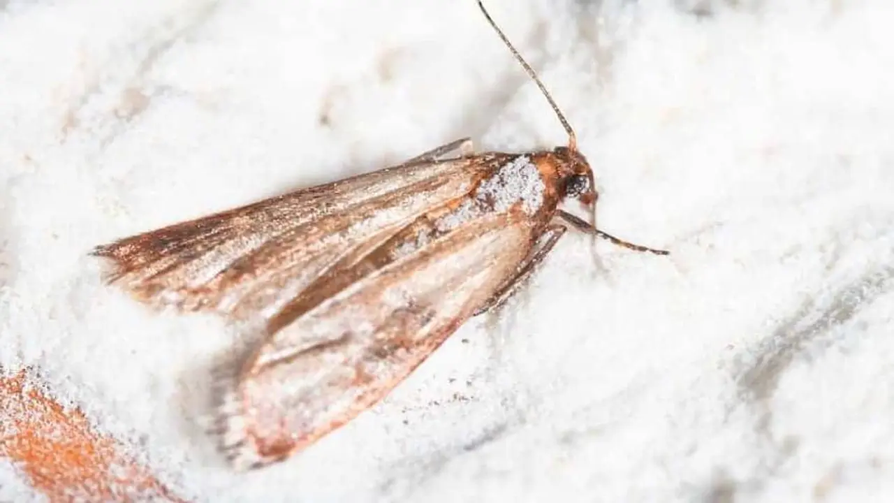 La polilla de la harina también es una plaga común