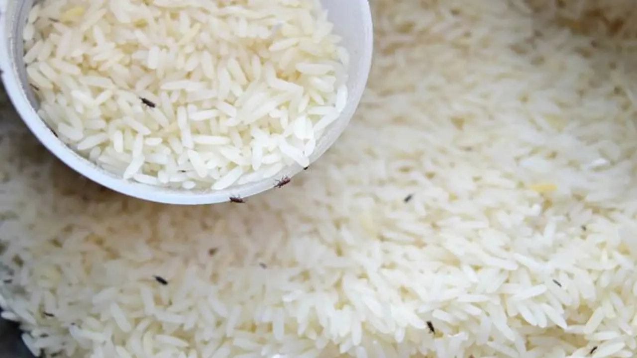 Los gorgojos también pueden estar en el arroz