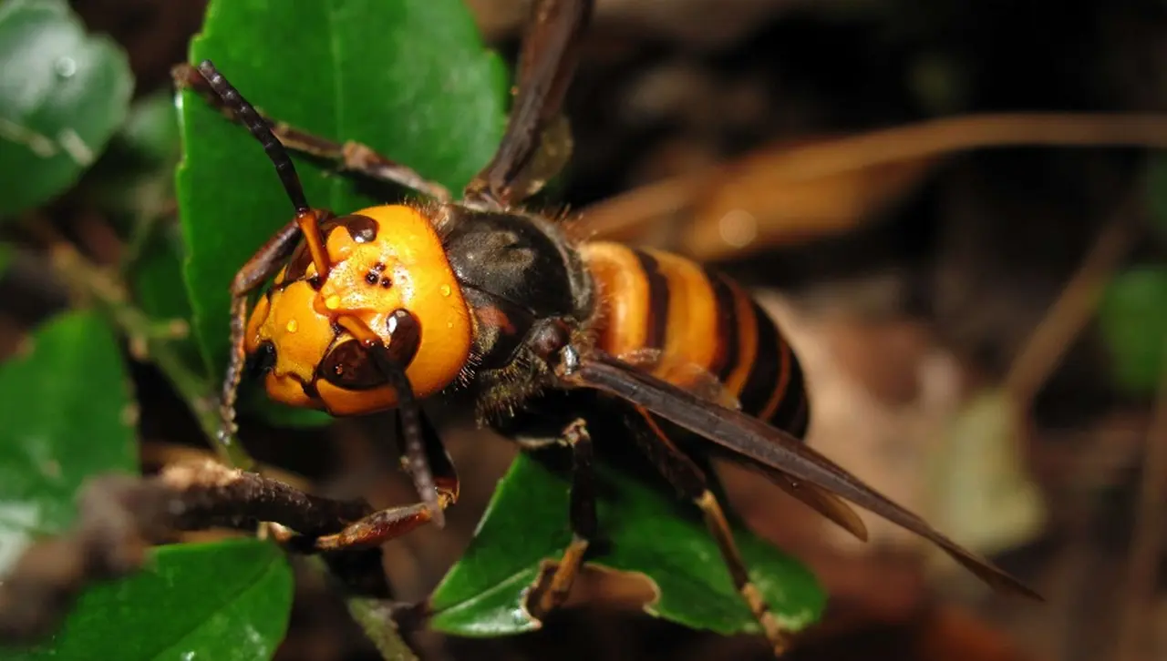 Otro de los insectos peligrosos.