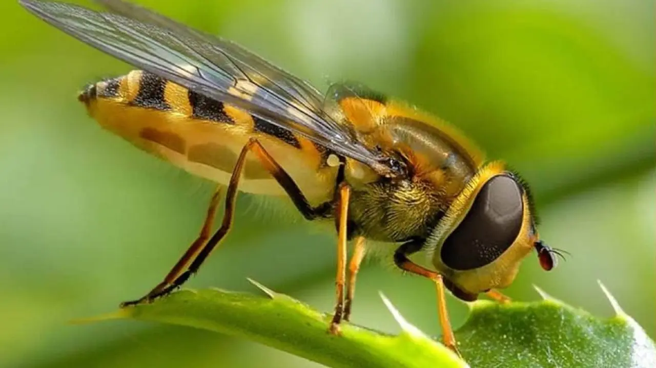 Abeja africana, otra mortal.