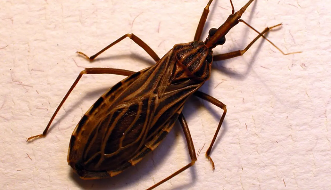 Chipo, otro insecto peligroso.