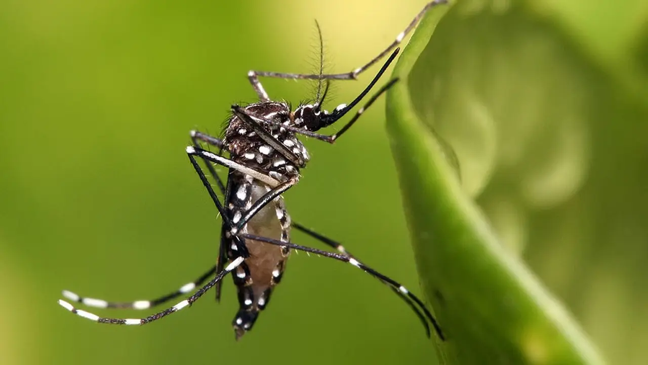 El mosquito que puede envenenar.