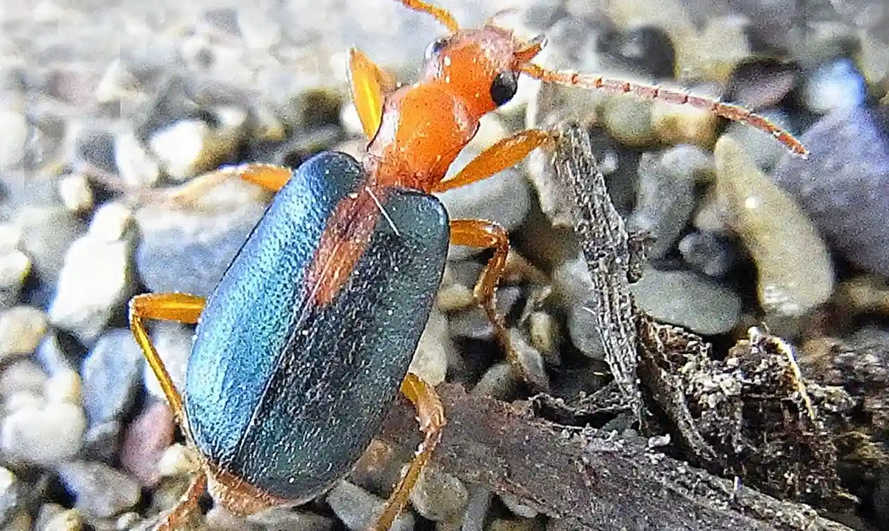 Soñar con insectos: ¿qué significa y cómo se interpreta?