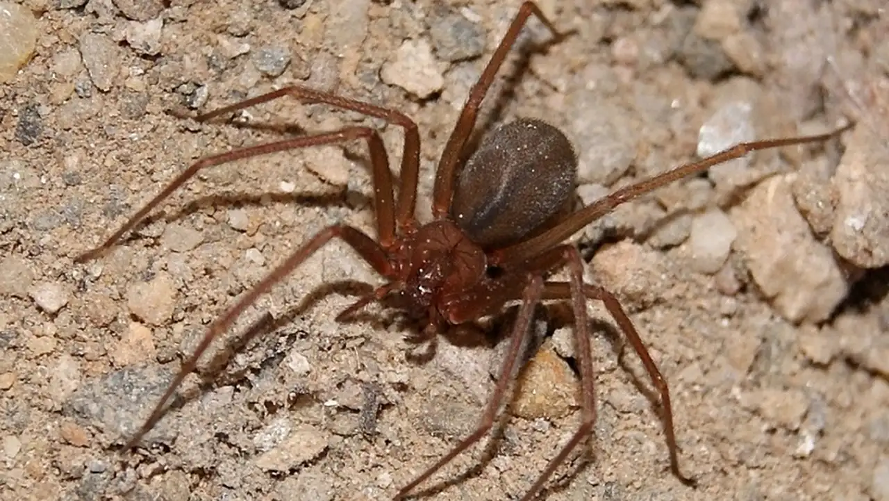 Arañas peligrosas, de los insectos más temidos.