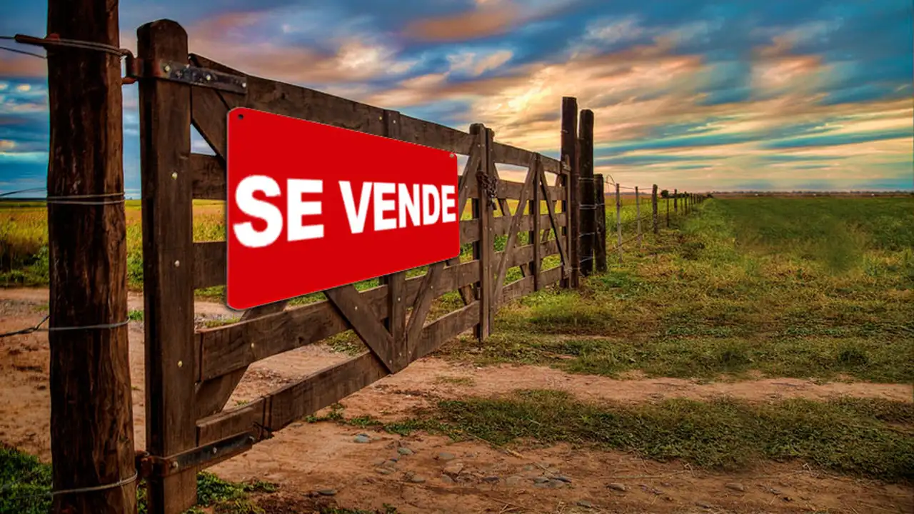 Caen los precios de los campos en dólares: expertos revelan en qué zonas conviene invertir