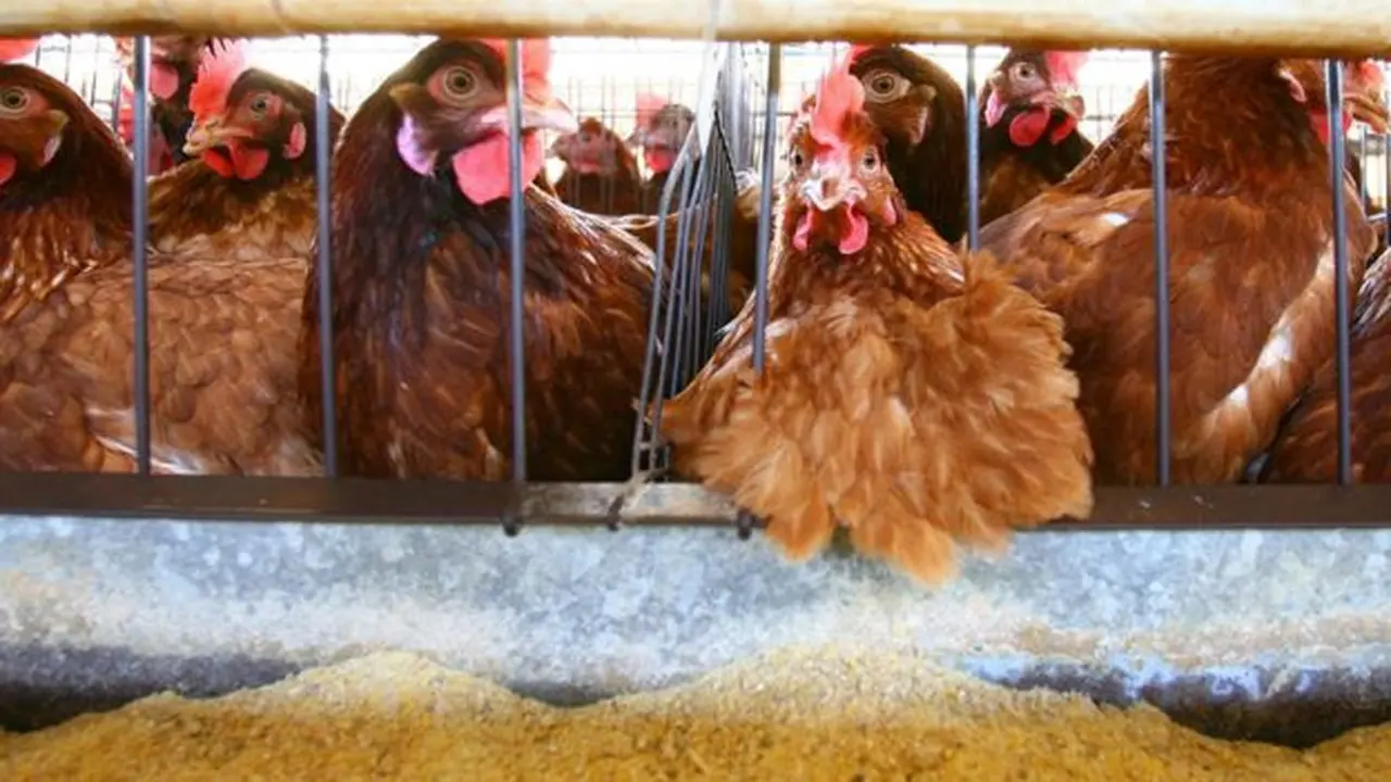 Los brotes de gripe aviar obligaron a sacrificar miles de aves.
