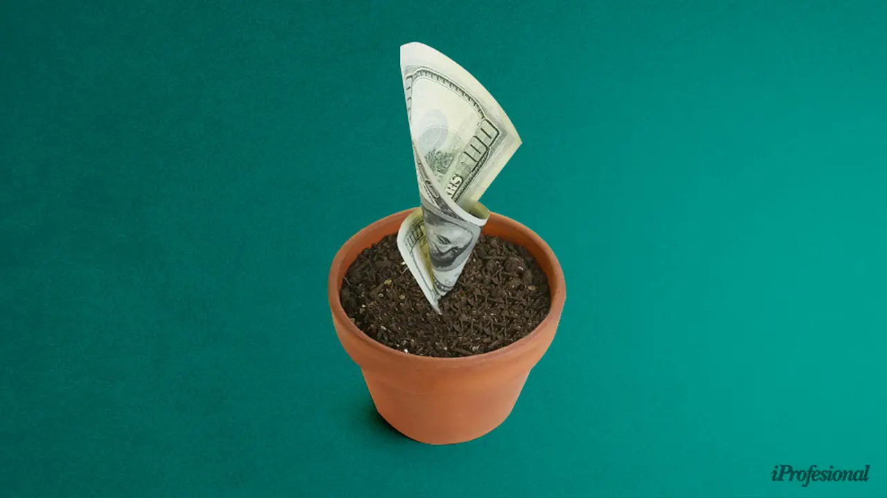 ¿Malo para el dólar?: por qué en pleno boom de la soja, productores se pasan en masa a sembrar maíz