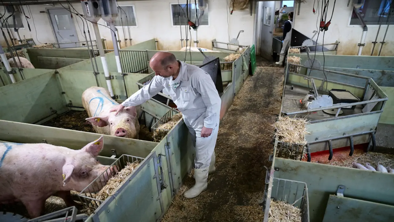 El proyecto en cuestión, que contemplaría desembolsos asiáticos por casi 4.000 millones de dólares, procura garantizarle a China hasta 900.000 toneladas anuales de carne de cerdo