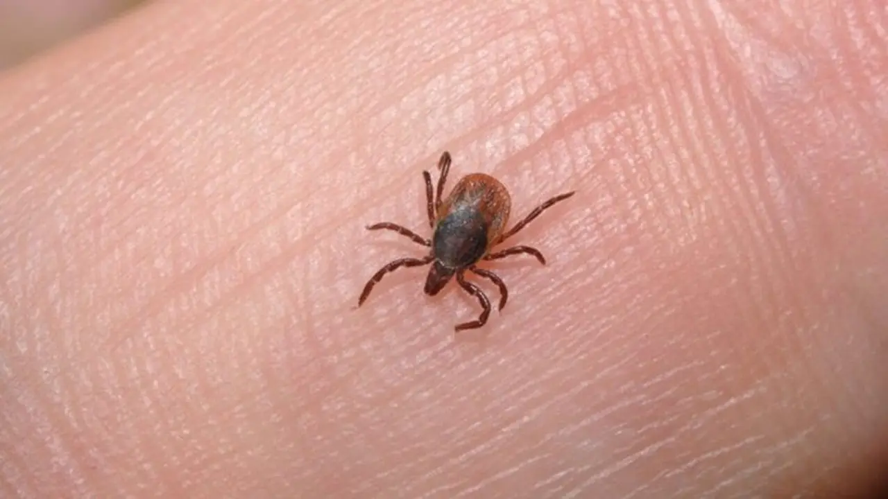 Las garrapatas pueden transmitir una amplia variedad de enfermedades