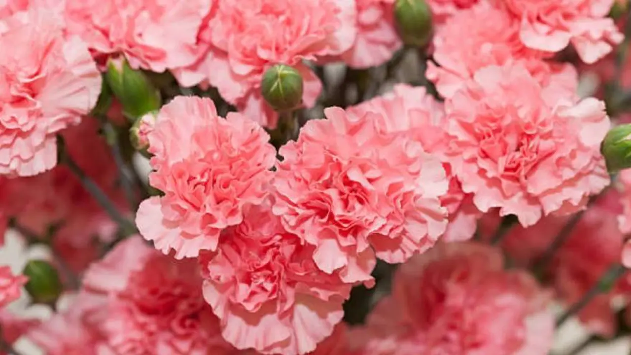Los claveles son una flor que se suele regalar en el día de la madre en Japón