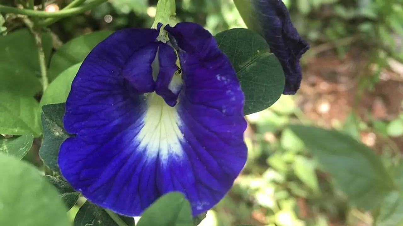 Esta es la flor conocida como Clitoria ternatea