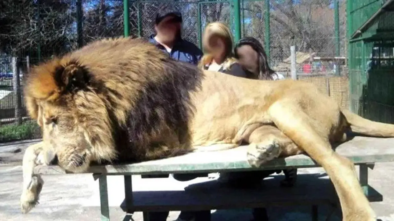 El zoológico habría permitido el contacto con animales. Eso generó numerosas denuncias en redes sociales.