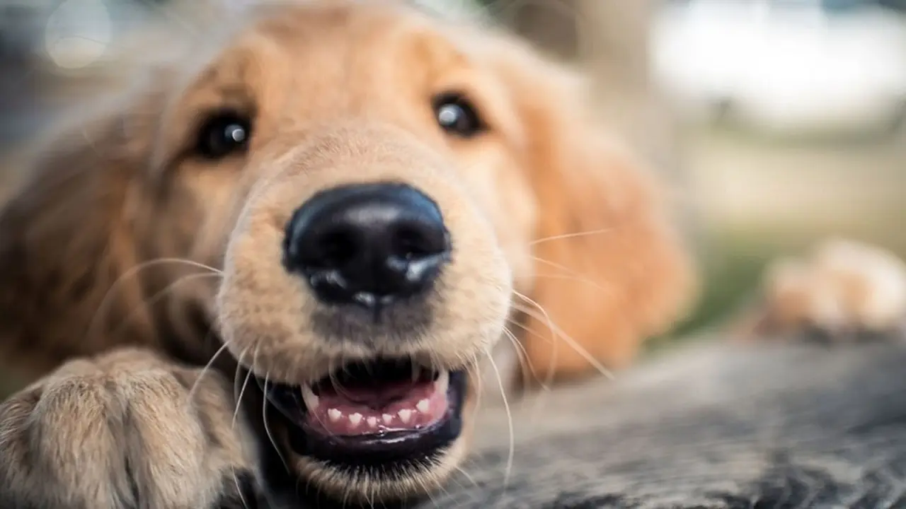 Cuidar, pasear o bañar perros y otras mascotas son buenas ideas de emprendimientos